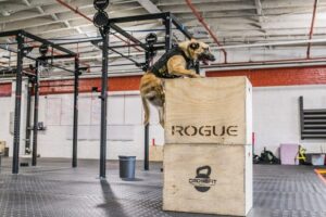 Canine dog military