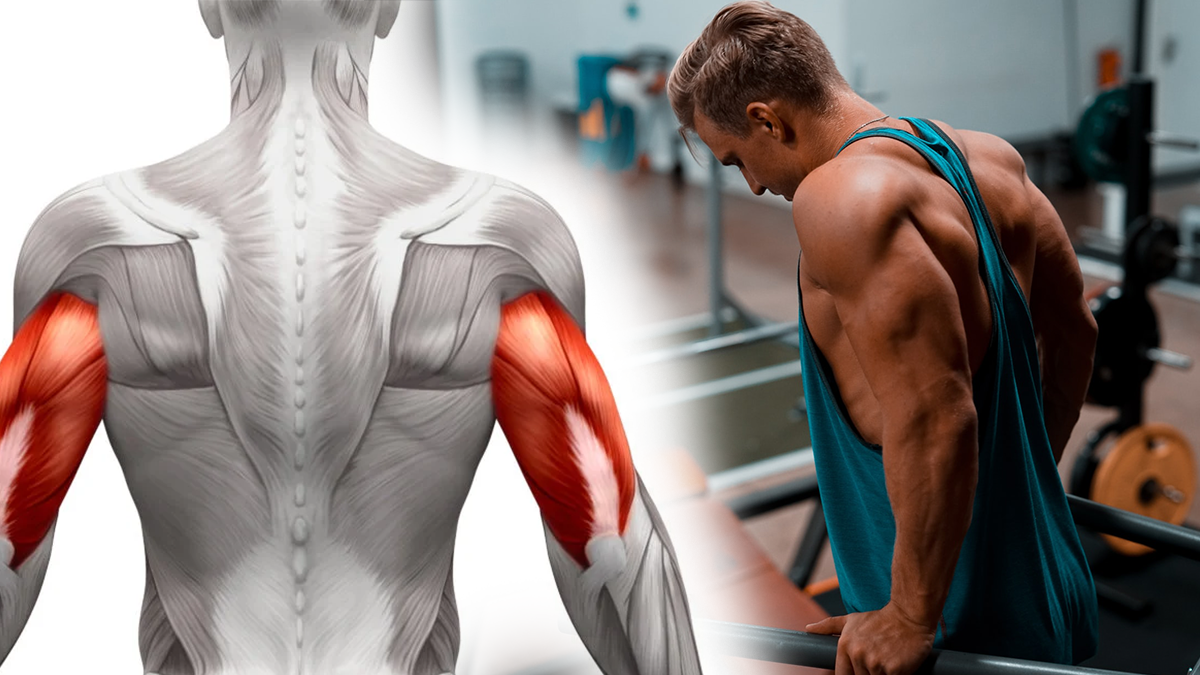 Tricep Dips WODs skull crushers Perfect Triceps Workout Isolation Exercises dumbbell skull crusher Exercises to Force Arm Growth