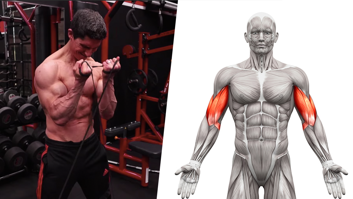 Biceps-and-Bands perfect bicep workout 10 Min Home Biceps Workout How to Build Big Shoulders with Bands How to Get Wider and Taller Biceps Benefits of the Bicep Hammer Curl