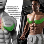 Lower-Chest-parts-of-the-body how a skinny guy built a big chest